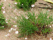 Gaura Lindheimeri